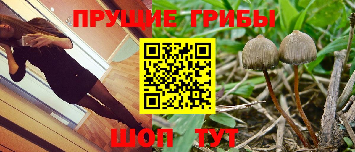 Галлюциногенные грибы Cubensis Вичуга